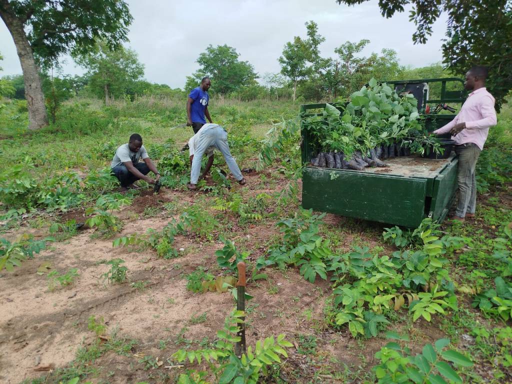 CADA-ONG initie un reboisement stratégique pour son futur Centre Agropastoral à Bakperou&nbsp;(Tchaourou)